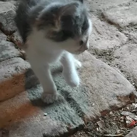 катёнок