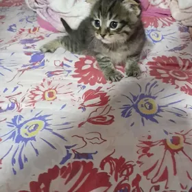 Котята