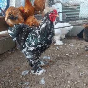 brama