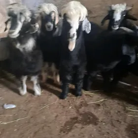ÇEWIS