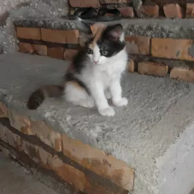 катёнок