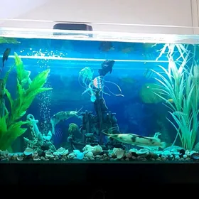 AKWARIUM   BALYK   220 litrlik