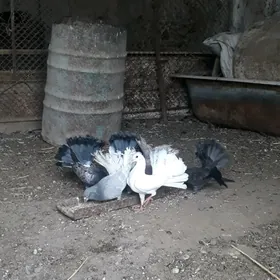 pawlin kepderi