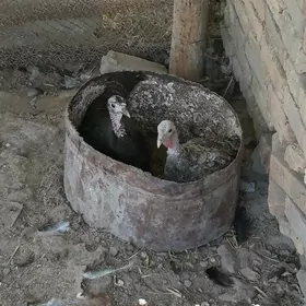 курк индйук