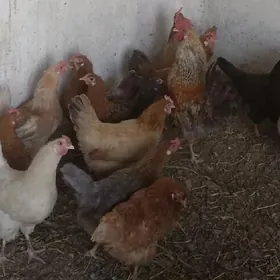 Towuk bilen jüýje