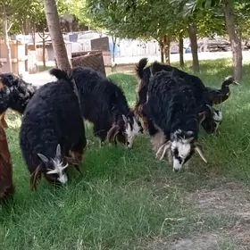 Çewiş