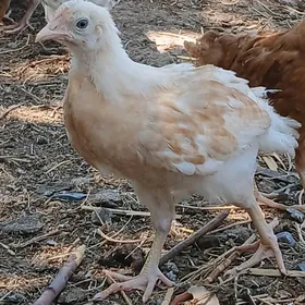 jüje