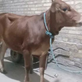 унаджын
