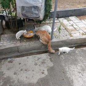котята