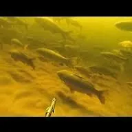 рыба гидрокастюм balyk tor lot