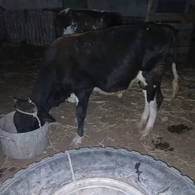 окуз