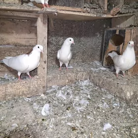 kepderi