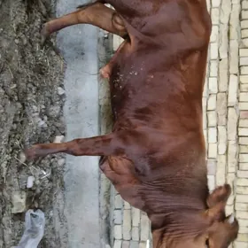 öküzce