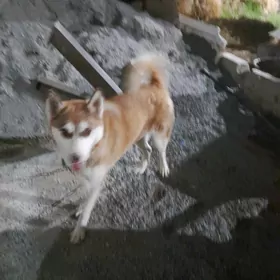 Haski