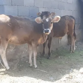 siwet tuwe okuz