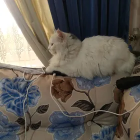 кошка