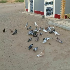 KEPDERI
