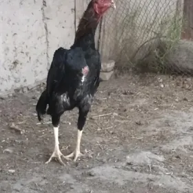 Das horaz