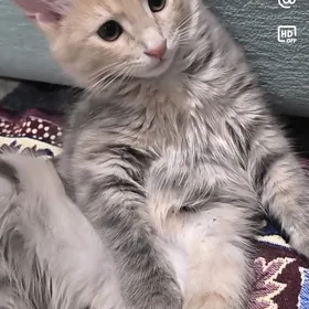 домашние животные