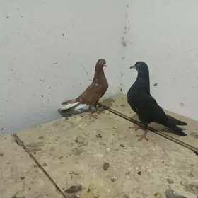 kepderi