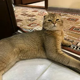 кот