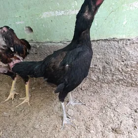 paroda towk