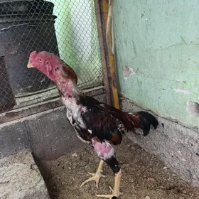 horaz