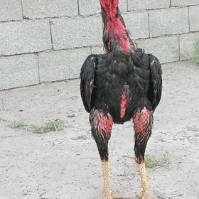 horaz