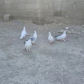 kepderi