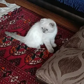 Шотландская веслаухая кошка