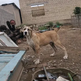 Turkmen iti