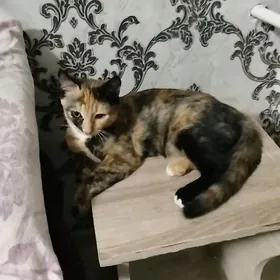 кошка2.5 девочка