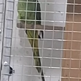 azrelowyy popugay
