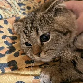 кошка веслоухая