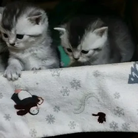 шотландские котята
