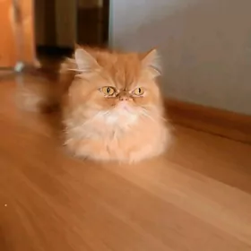 персидская кошечка.