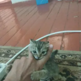 котёнок