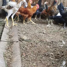 Türkmen horazlar