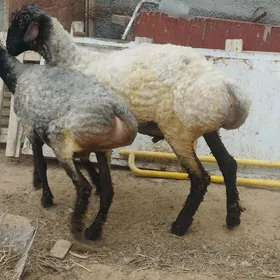 işşek