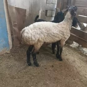 işşek