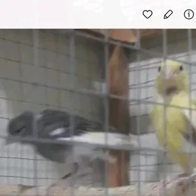 канарейки
