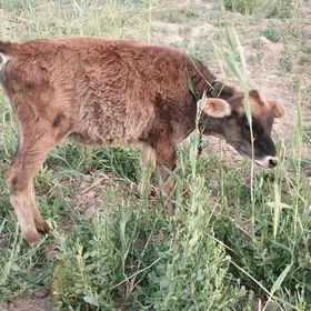 okuzce