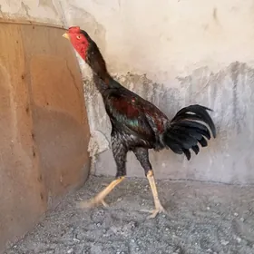 ветнам жуже