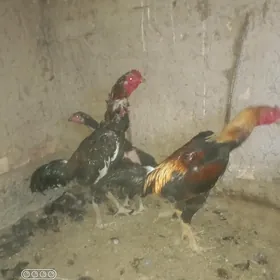 boyes horaz
