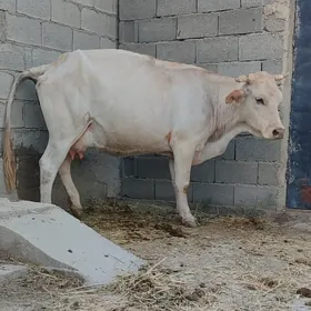 ARGINAL ŞWES SYGYR