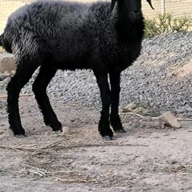 KÜRTI MAL GAPYDA BAKYLAN GURAT