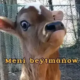 okiz cekim