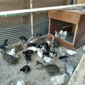 Карлик жуче