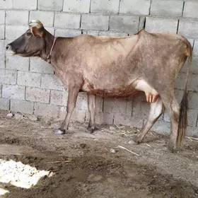 GÖLELİ SYGR