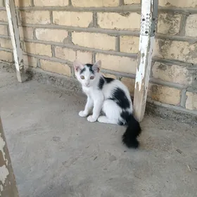 котята